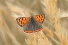 Small Copper by Mick Dryden