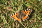 Small Tortoiseshell by Mick Dryden