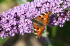 Small Tortoiseshell by Mick Dryden Small Tortoiseshell by Mick Dryden