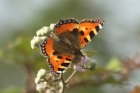 Small Tortoiseshell by Mick Dryden