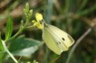 Small White by Richard Perchard