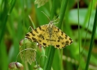 Speckled Yellow Moth by Frank le Blancq