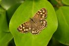 Speckled Wood by Andrew Koester