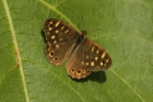 Speckled Wood by Mick Dryden