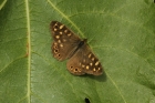 Speckled Wood by Mick Dryden