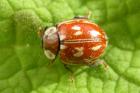 Striped Ladybird by Roger Long