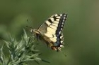 Swallowtail by Mick Dryden Swallowtail by Mick Dryden
