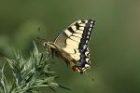 Swallowtail by Mick Dryden