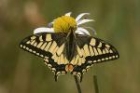 Swallowtail by Mick Dryden Swallowtail by Mick Dryden