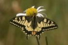 Swallowtail by Mick Dryden