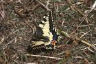 Swallowtail by Mick Dryden