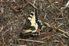Swallowtail by Mick Dryden Swallowtail by Mick Dryden