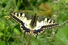 Swallowtail by Alan Gicquel