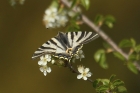 Scarce Swallowtail by Mick Dryden
