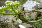 Swallowtail caterpillar by Anne Haden