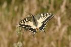 Swallowtail by Trevor Biddle Swallowtail by Trevor Biddle