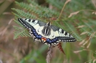 Swallowtail by Tony Morin