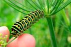 Swallowtail caterpillar by Dominic Wormell