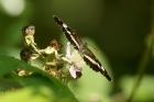 White Admiral by Mick Dryden White Admiral by Mick Dryden