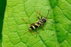 Wasp Beetle by Richard Perchard