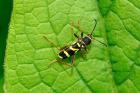 Wasp Beetle by Richard Perchard Wasp Beetle by Richard Perchard