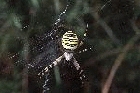 Wasp Spider by Richard Perchard