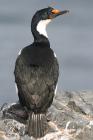 Kerguelen Shag by Regis Perdriat