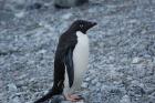 Adelie Penguin by Bob Schmedlin