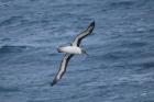 Grey-headed Albatross by Bob Schmedlin