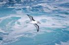 Grey-headed Albatross by Bob Schmedlin