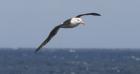Black-browed Albatross by Regis Perdriat