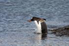 Gentoo Penguin by Miranda Collett