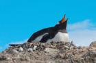 Gentoo Penguin by Miranda Collett