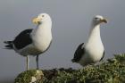 Kelp Gulls by Regis Perdriat Kelp Gulls by Regis Perdriat