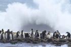 King Penguins by Regis Perdriat