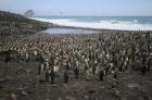 King Penguins by Regis Perdriat King Penguins by Regis Perdriat
