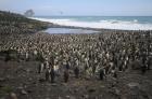 King Penguins by Regis Perdriat