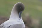 Light-mantled Sooty Albatross by Regis Perdriat