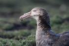 Northern Giant Petrel by Regis Perdriat