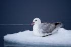 Southern Fulmar by Miranda Collett