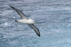 Shy Albatross by Regis Perdriat