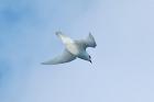 Snow Petrel by Bob Schmedlin