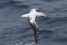 Wandering Albatross by Regis Perdriat