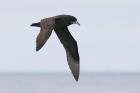 White-chinned Petrel by Regis Perdriat