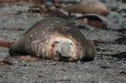 Elephant Seal by Regis Perdriat