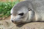 Sub-antarctic Fur Seal by Regis Perdriat