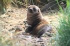 Subantarctic Fur Seal by Regis Perdriat