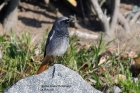 Black Redstart by Alan Modral