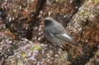 Black Redstart by Mick Dryden