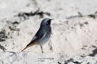 Black Redstart by Alan Modral